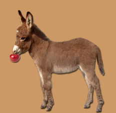 miniature donkey gelding for sale