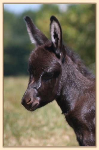 HHAA Back Talk, a.k.a. Guff, dark brown miniature donkey with no light points for sale at Half Ass Acres.