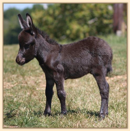 HHAA Back Talk, a.k.a. Guff, dark brown miniature donkey with no light points for sale at Half Ass Acres