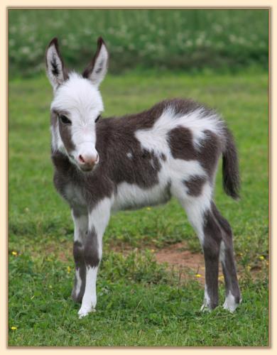 HHAA Justified, dark spotted miniature donkey jack