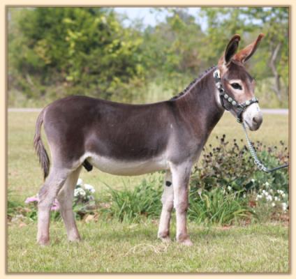 Le Roux, dark cherry red miniature donkey jack for sale at Half Ass Acres