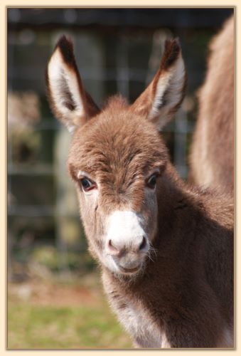 Le Roux, dark red tiny miniature donkey jack