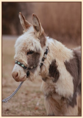 HHAA Bonafide, spotted miniature donkey gelding for sale at Half Ass Acres.