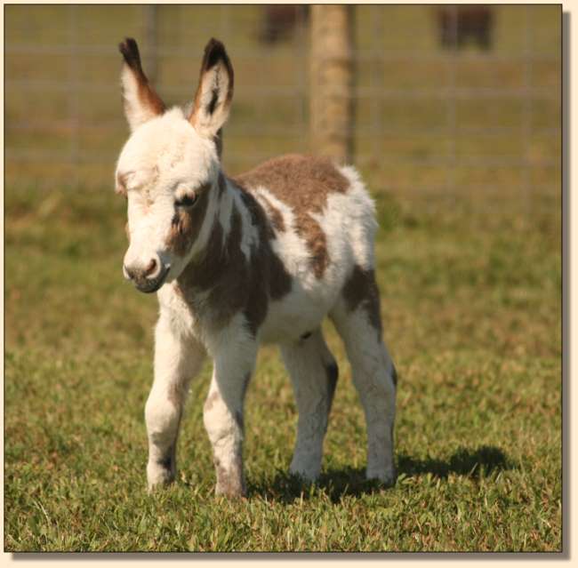 HHAA Hez'n Cahoots, miniature donkey newborn at Half Ass Acres