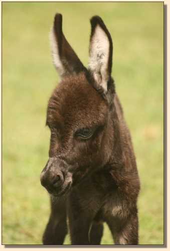 Miniature Donkey for sale, Doll House, at Half Ass Acres.