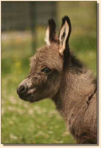 Miniature donkey for sale, Just Jack