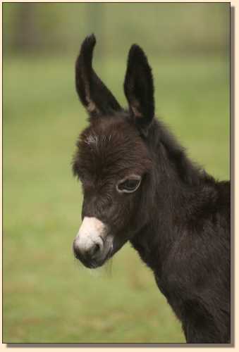 HHAA Ultra Violet, miniature donkey foal