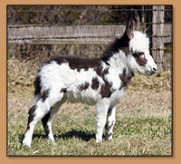HHAA Indian Burn, Dark Spotted Miniature Donkey Gelding born at Half Ass Acres.