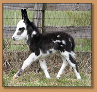HHAA Billions, Black and White Spotted Miniature Donkey Gelding