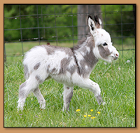 SAMD Zizzy Stardust, Dark Gray/White Spotted Jack born at Southern Asspitality Miniature Donkeys.