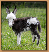 SAMD Lovely Lady May, Dark Spotted Jennet born at Southern Asspitality Miniature Donkeys.