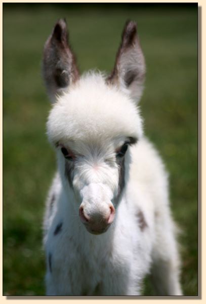 HHAA Mini Mia, tyger spotted jennet born at Half Ass Acres Miniature Donkey Farm in 2019.