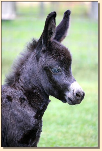 HHAA It's My Party, black miniature donkey jennet born at Half Ass Acres in 2019