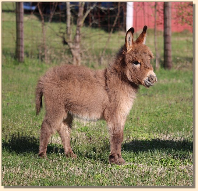 HHAA Rojo's Red Raider (Rufus), red miniaturte donkey jack born at Half Ass Acres Miniature Donkey Farm in 2019.