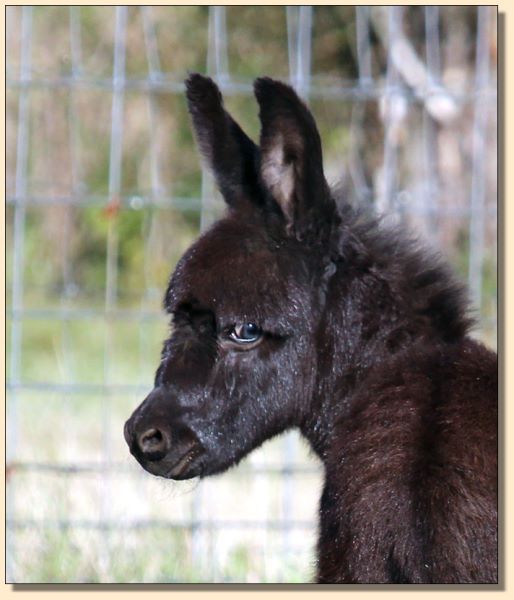 HHAA Spotless (Les), newborn gelding prospect for sale at Half Ass Acres Miniature Donkey Farm