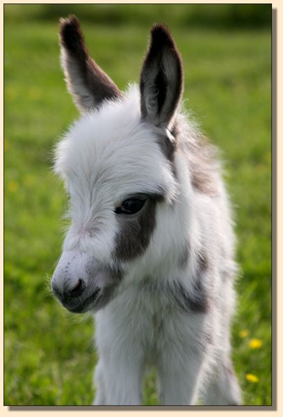 HHAA Tanasi, spotted miniature doneky jack born at Half Ass Acres Miniature Donkey Farm.