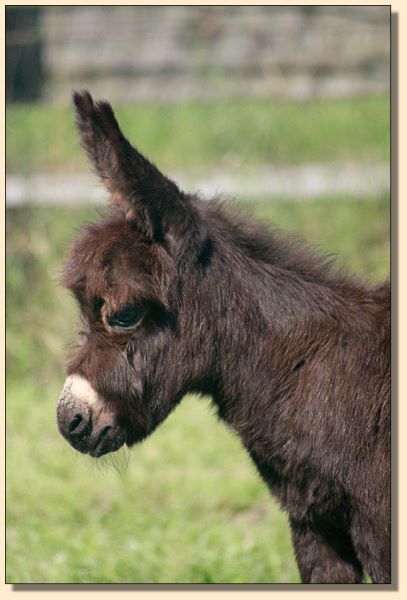 HHAA First Class (Classy), dark brown miniature donkey jennet born at Half Ass Acres. She's for sale!