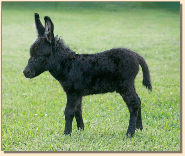 Dark Matter, 2020 newborn miniature donkey for sale at Half Ass Acres in Chapel Hill, Tennessee.
