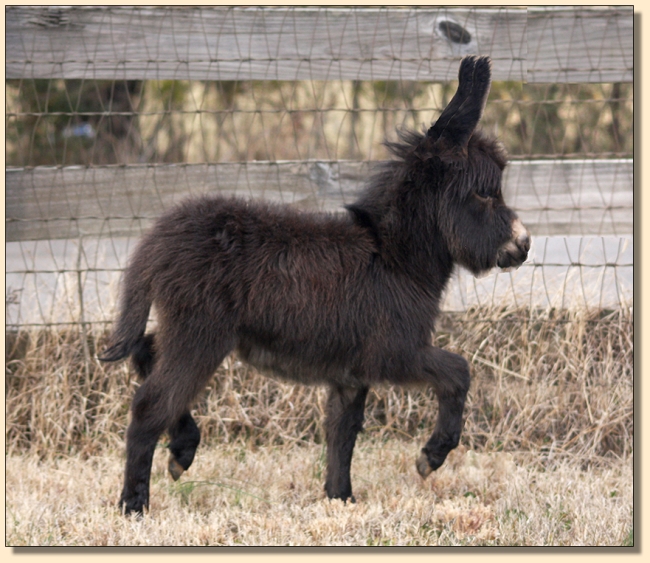 HHAA A Penny Saved, dark brown miniature donkey jennet for sale at Half Ass Acres in Chapel Hill, Tennessee.