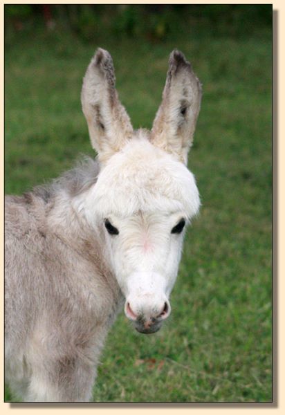 HHAA Sugar Coat, a.,.a. Shug, Frosted Spotted White Miniature Donkey Jennet for sale at Half Ass Acres in Chapel Hill, Tennessee.