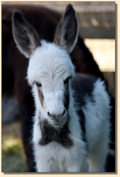 HHAA Indian Burn, dark spotted miniature donkey for sale.