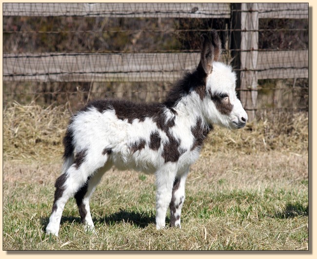 HHAA Indian Burn, dark spotted miniature donkey for sale.
