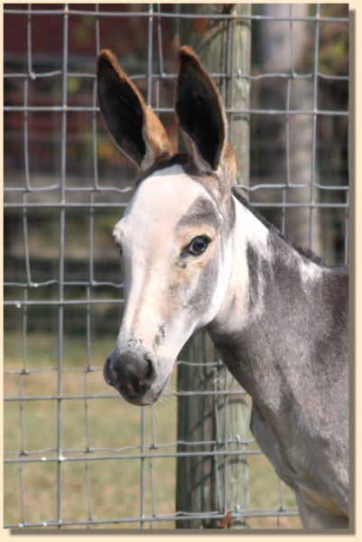 Daisy Mae, dark gray/white spotted weanling jennet for sale!