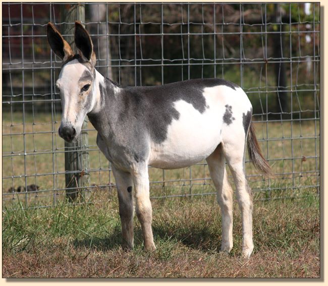 Daisy Mae, dark gray/white spotted weanling jennet for sale!