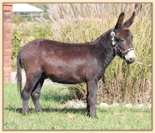 Dan D Lion, black miniature donkey gelding for sale