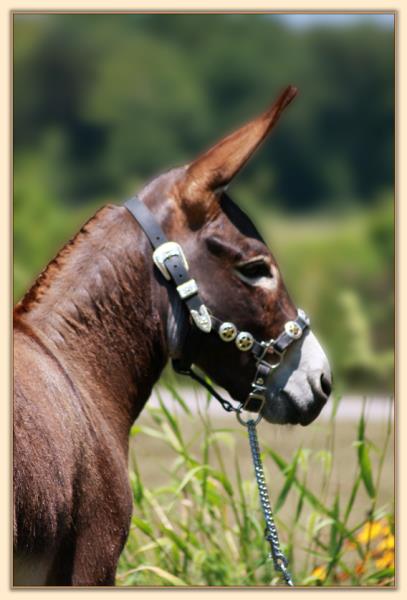 HHAA Good Friday, dark brown miniature donkey gelding show prospect for sale