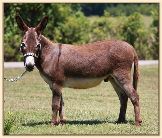 HHAA Good Friday, dark brown miniature donkey gelding show prospect for sale