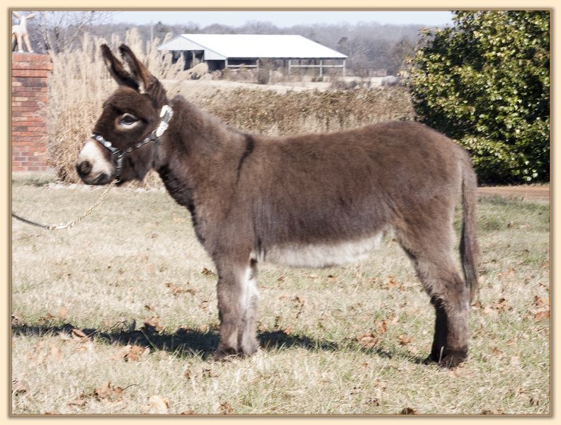 Parkway Farms Mocha, dark brown miniature donkey jennet for sale at Half Ass Acres