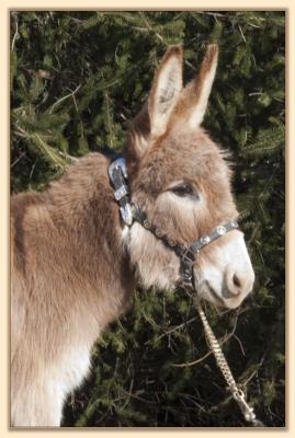 BAF Miss Moneypenny, red miniature donkey jennet for sale at Half Ass Acres