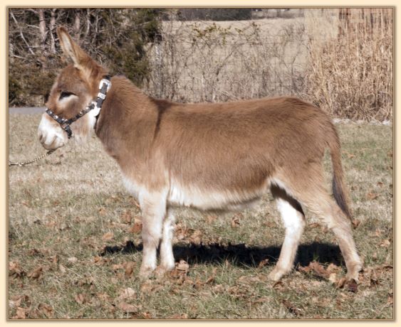 BAF Miss Moneypenny, red miniature donkey jennet for sale at Half Ass Acres