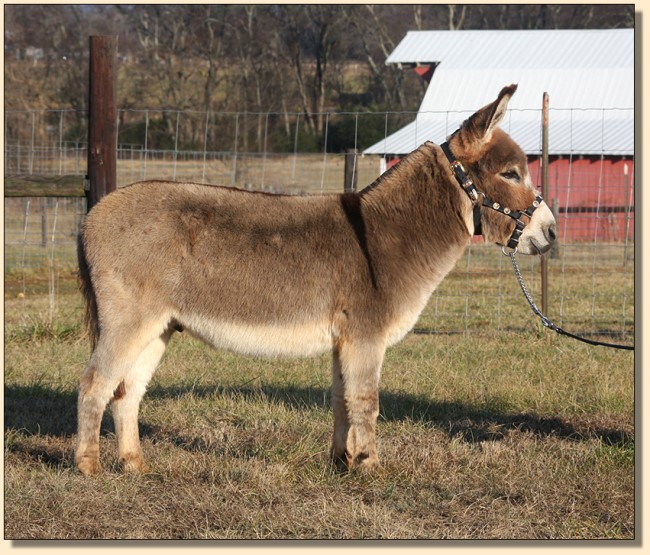 Cyder's Mr. Madison, show miniature donkey gelding for sale.