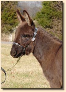 miniature donkey foal