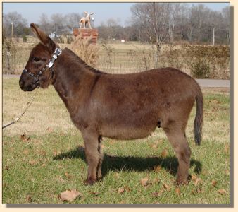 miniature donkey foal
