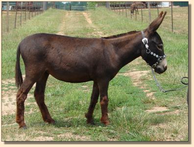 Click photo  of miniature donkey to enlarge imag