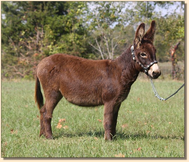 Sweet Tea, miniature donkey for sale at Half Ass Acre