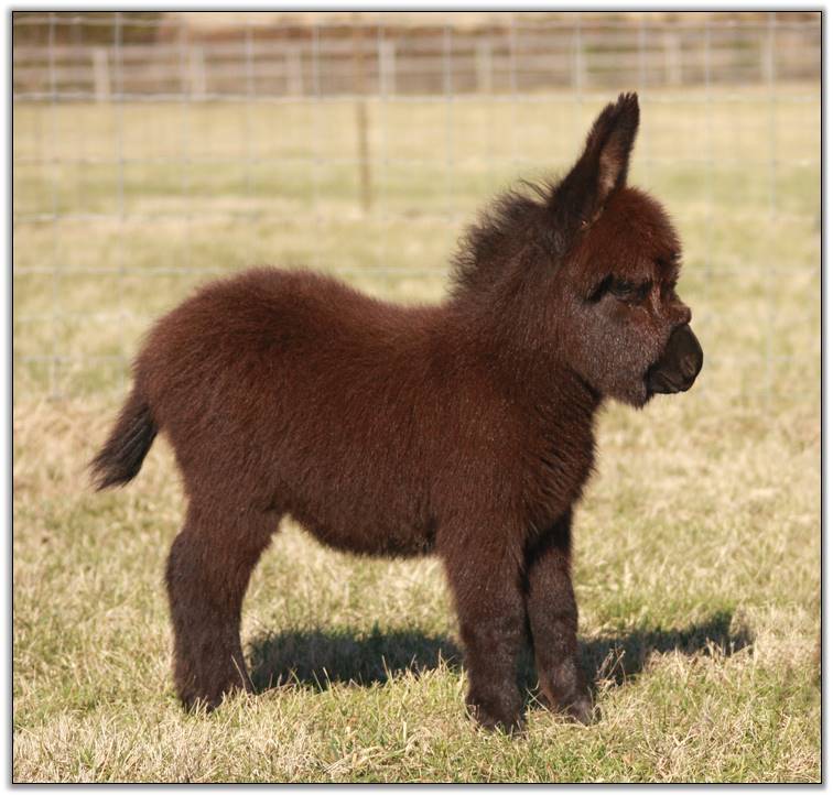 What do you call a baby donkey?