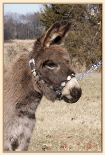 Parkway Farms Willow, gray-dun miniature donkey jennet for sale at Half Ass Acres