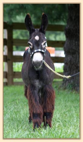 HHAA Presto, black miniature donkey gelding with large star