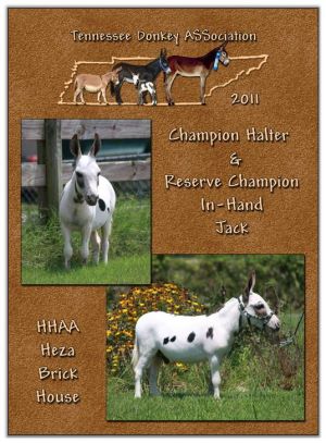 2011 Tennessee Donkey ASSociation High Point Halter Jack (Tie)