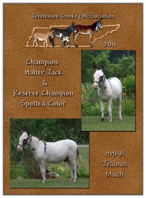 2011 Tennessee Donkey ASSociation High Point Halter Jack (Tie)