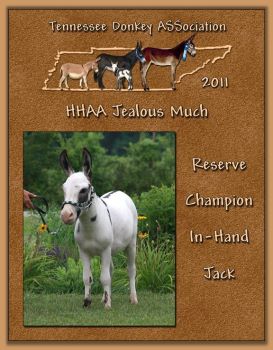 2011 Tennessee Donkey ASSociation's Reserve High Point In-Hand Jack!