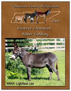 2011 Tennessee Donkey ASSociation Reserve High Point Halter Gelding