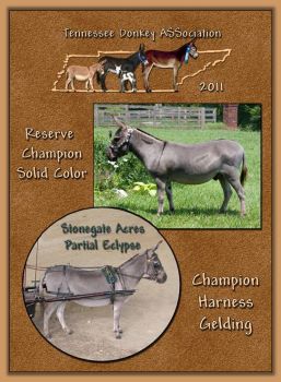 2011 Tennessee Donkey ASSocations High Point Harness Gelding and Reserve High Point Solid Color!