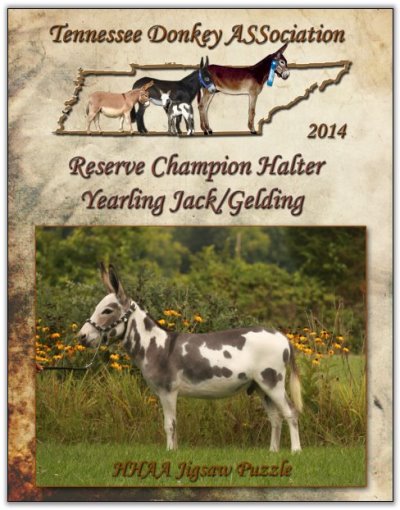 HHAA Jigsaw Puzzle, Reserve Champion Yearling Jack/Gelding at Halter