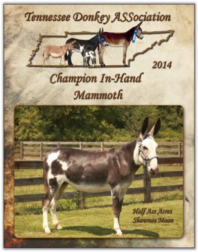 Half Ass Acres Shawnee Moon, Champiion In=Hand Mammoth