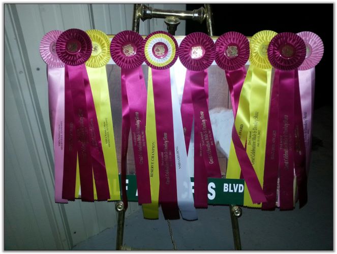 A few of our ribbons won at The Nationals